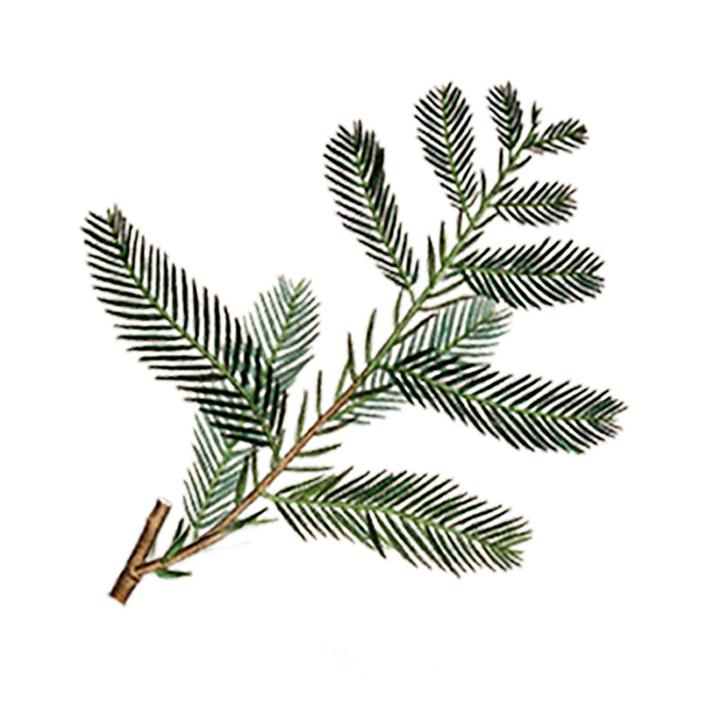 Cypress Essential Oil: - 1 oz Retail Glass Vials