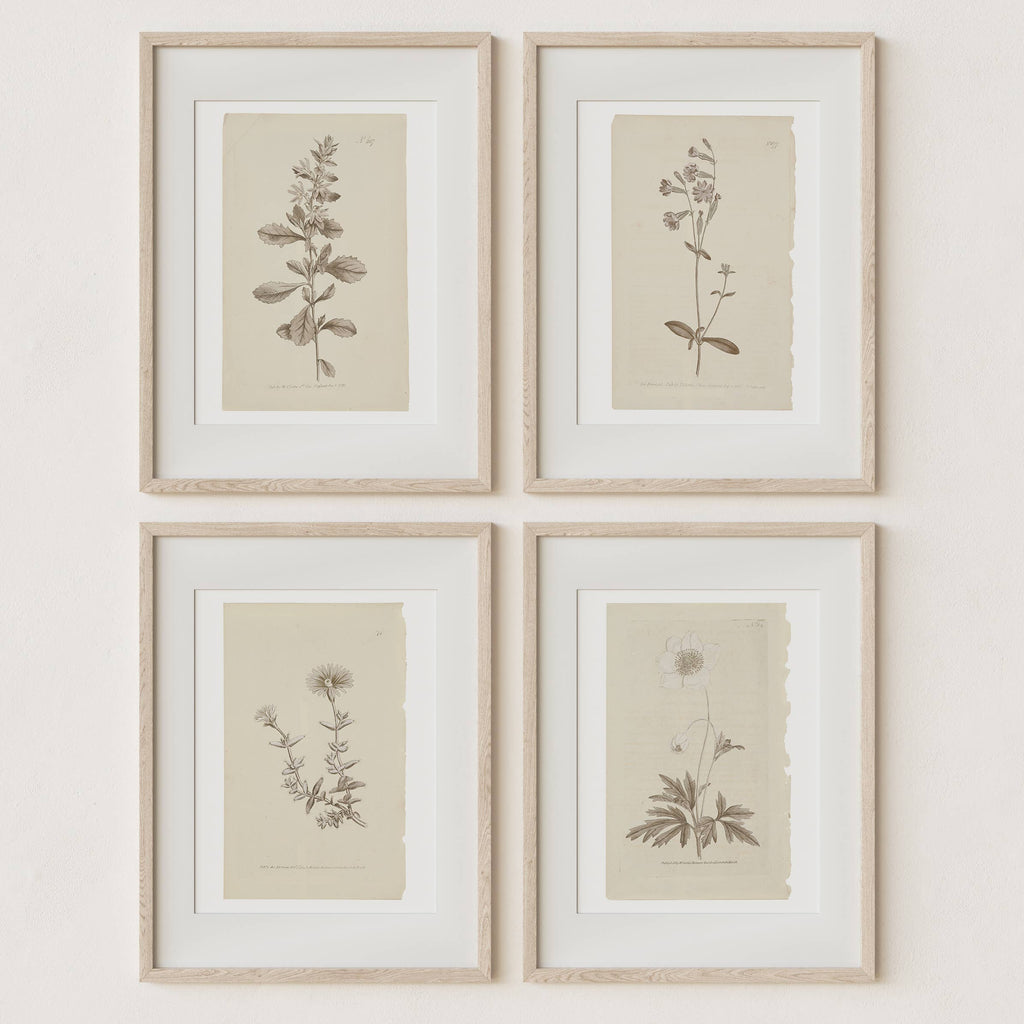 Wall Art Botanical Plant Prints, Set of 4, UNFRAMED, 2 Sizes: 8x10