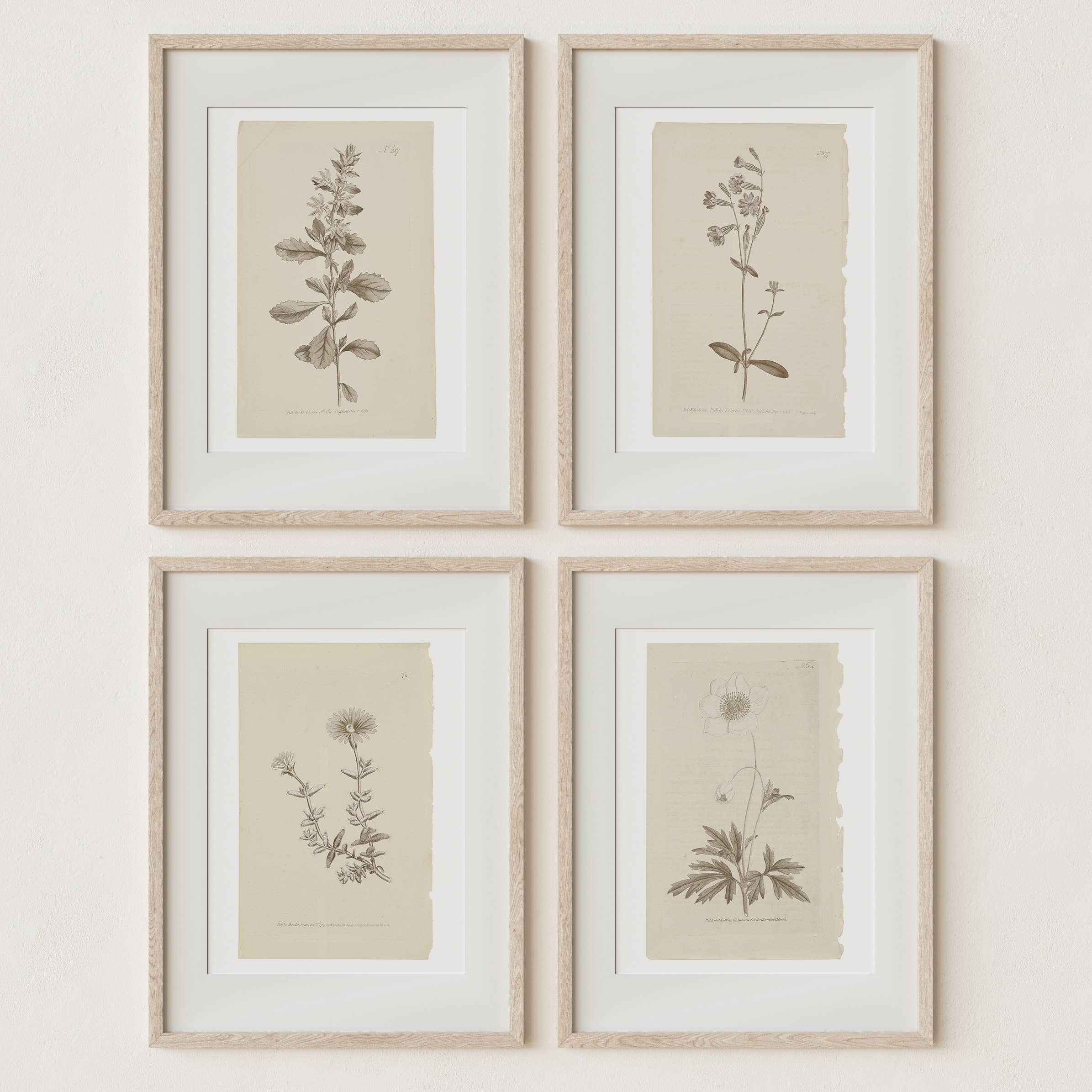 Wall Art Botanical Plant Prints, Set of 4, UNFRAMED, 2 Sizes: 8x10