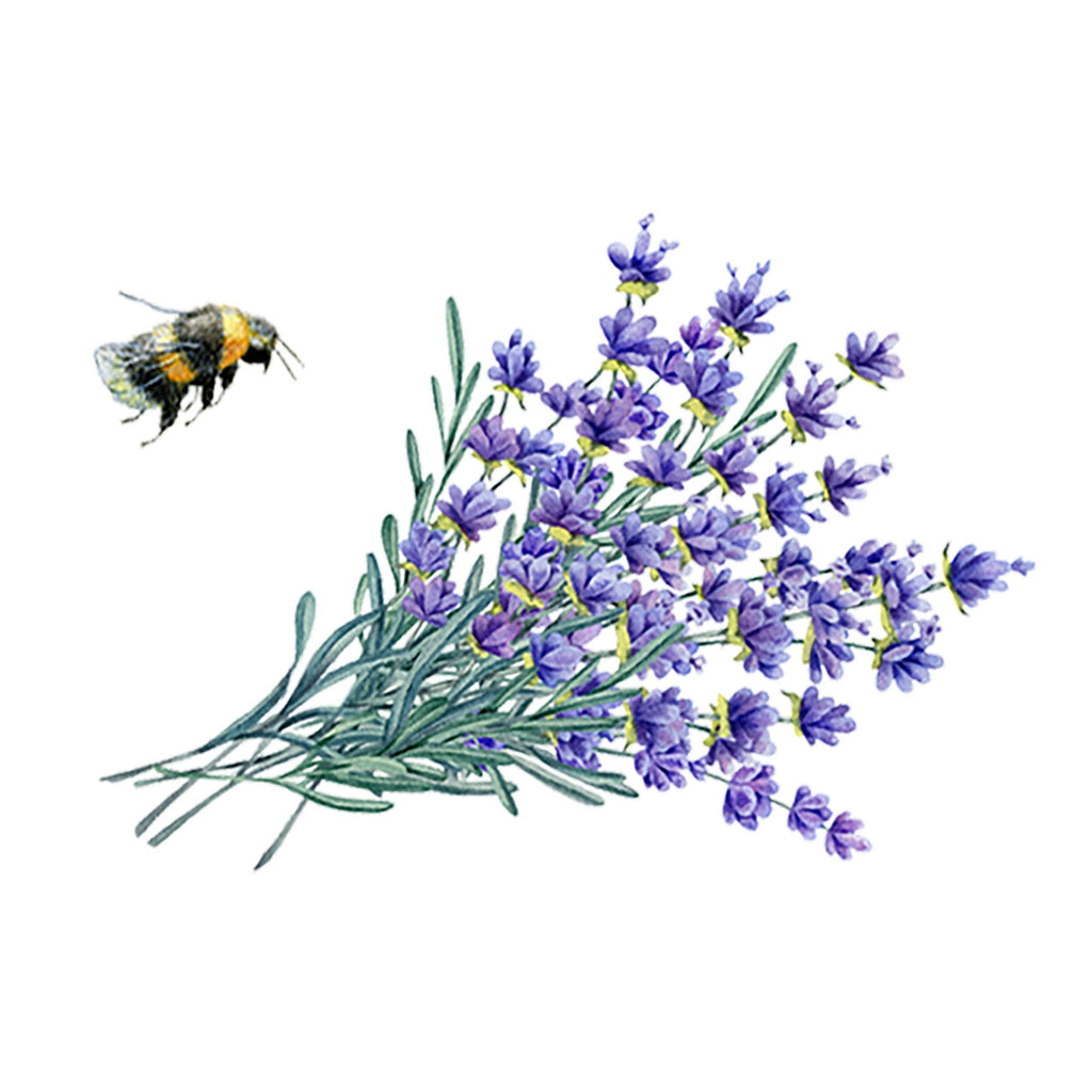 Lavender 40/42 Essential Oil: - 1 oz Retail Glass Vials